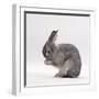 Silver Fox Male Rabbit, Licking Front Paws, Face Washing-Jane Burton-Framed Photographic Print