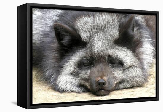 Silver Fox-Lantern Press-Framed Stretched Canvas