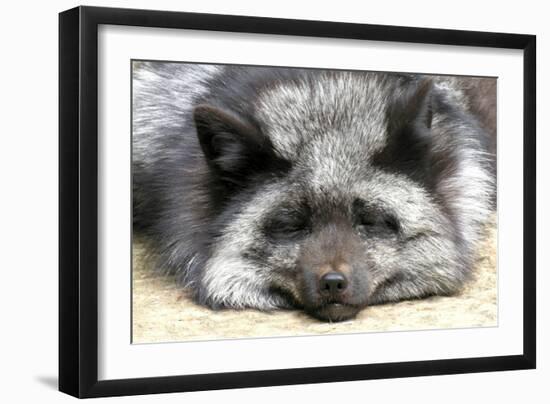Silver Fox-Lantern Press-Framed Art Print