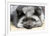 Silver Fox-Lantern Press-Framed Art Print