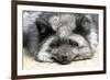 Silver Fox-Lantern Press-Framed Art Print