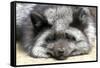 Silver Fox-Lantern Press-Framed Stretched Canvas