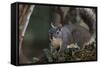 Silver - Gray Squirrel-wollertz-Framed Stretched Canvas