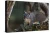 Silver - Gray Squirrel-wollertz-Stretched Canvas