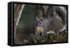 Silver - Gray Squirrel-wollertz-Framed Stretched Canvas