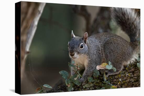 Silver - Gray Squirrel-wollertz-Stretched Canvas