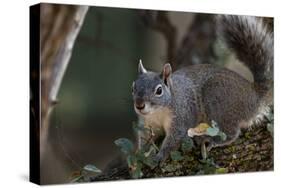 Silver - Gray Squirrel-wollertz-Stretched Canvas