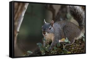 Silver - Gray Squirrel-wollertz-Framed Stretched Canvas