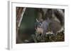 Silver - Gray Squirrel-wollertz-Framed Photographic Print