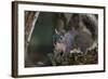 Silver - Gray Squirrel-wollertz-Framed Photographic Print