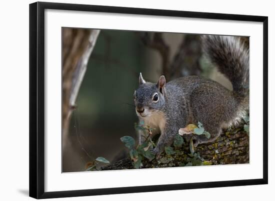 Silver - Gray Squirrel-wollertz-Framed Photographic Print