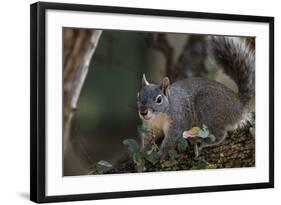 Silver - Gray Squirrel-wollertz-Framed Photographic Print