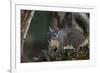 Silver - Gray Squirrel-wollertz-Framed Photographic Print