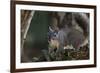 Silver - Gray Squirrel-wollertz-Framed Photographic Print