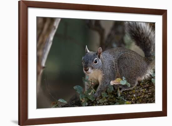 Silver - Gray Squirrel-wollertz-Framed Photographic Print