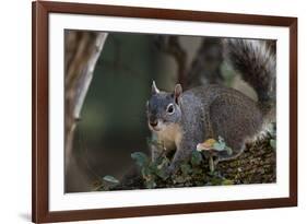 Silver - Gray Squirrel-wollertz-Framed Photographic Print