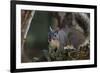 Silver - Gray Squirrel-wollertz-Framed Photographic Print