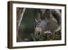 Silver - Gray Squirrel-wollertz-Framed Photographic Print