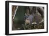 Silver - Gray Squirrel-wollertz-Framed Photographic Print