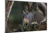 Silver - Gray Squirrel-wollertz-Mounted Photographic Print