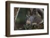 Silver - Gray Squirrel-wollertz-Framed Photographic Print