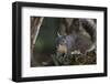 Silver - Gray Squirrel-wollertz-Framed Photographic Print