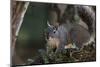 Silver - Gray Squirrel-wollertz-Mounted Photographic Print
