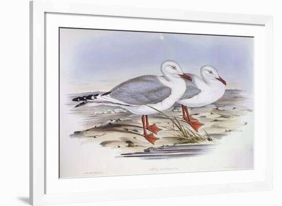 Silver Gull (Larus Novaehollandiae)-John Gould-Framed Giclee Print