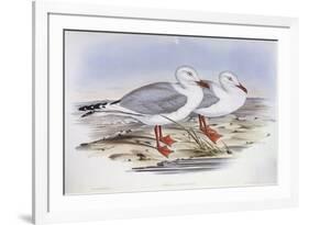 Silver Gull (Larus Novaehollandiae)-John Gould-Framed Giclee Print