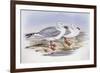 Silver Gull (Larus Novaehollandiae)-John Gould-Framed Giclee Print