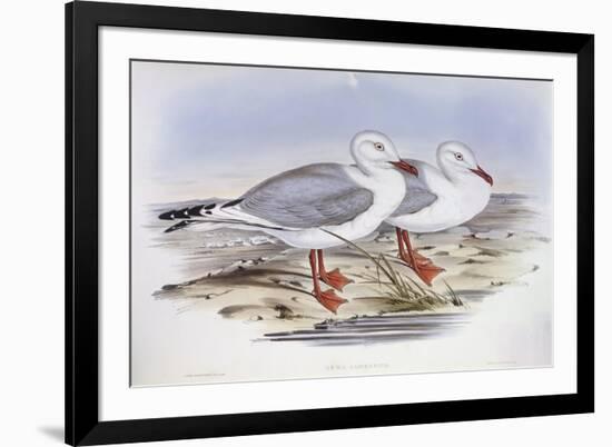 Silver Gull (Larus Novaehollandiae)-John Gould-Framed Giclee Print