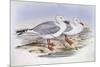 Silver Gull (Larus Novaehollandiae)-John Gould-Mounted Giclee Print