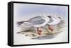 Silver Gull (Larus Novaehollandiae)-John Gould-Framed Stretched Canvas