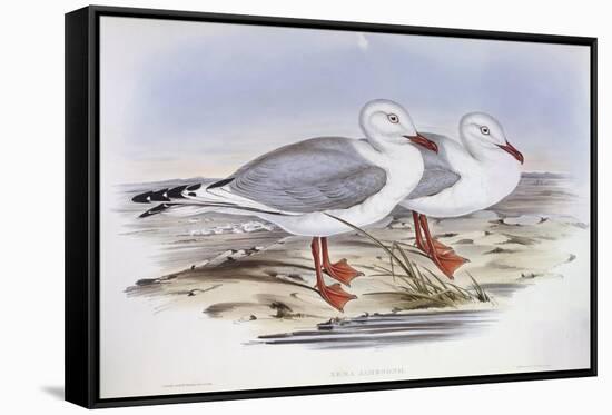 Silver Gull (Larus Novaehollandiae)-John Gould-Framed Stretched Canvas