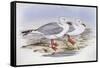 Silver Gull (Larus Novaehollandiae)-John Gould-Framed Stretched Canvas