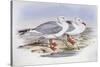Silver Gull (Larus Novaehollandiae)-John Gould-Stretched Canvas