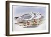 Silver Gull (Larus Novaehollandiae)-John Gould-Framed Giclee Print