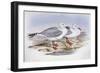 Silver Gull (Larus Novaehollandiae)-John Gould-Framed Giclee Print