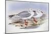 Silver Gull (Larus Novaehollandiae)-John Gould-Mounted Giclee Print