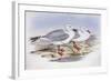 Silver Gull (Larus Novaehollandiae)-John Gould-Framed Giclee Print