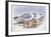 Silver Gull (Larus Novaehollandiae)-John Gould-Framed Giclee Print