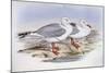 Silver Gull (Larus Novaehollandiae)-John Gould-Mounted Giclee Print