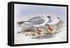 Silver Gull (Larus Novaehollandiae)-John Gould-Framed Stretched Canvas