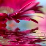 Closeup Of Pink Daisy-Gerbera With Soft Focus Reflected In The Water-silver-john-Art Print