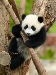 Giant Panda Baby over the Tree-silver-john-Framed Photographic Print