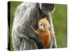 Silver Leaf Monkey and Offspring, Bako National Park, Borneo, Malaysia-Jay Sturdevant-Stretched Canvas