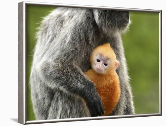 Silver Leaf Monkey and Offspring, Bako National Park, Borneo, Malaysia-Jay Sturdevant-Framed Photographic Print