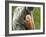 Silver Leaf Monkey and Offspring, Bako National Park, Borneo, Malaysia-Jay Sturdevant-Framed Photographic Print