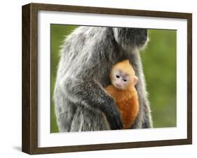 Silver Leaf Monkey and Offspring, Bako National Park, Borneo, Malaysia-Jay Sturdevant-Framed Photographic Print