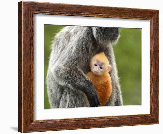 Silver Leaf Monkey and Offspring, Bako National Park, Borneo, Malaysia-Jay Sturdevant-Framed Photographic Print